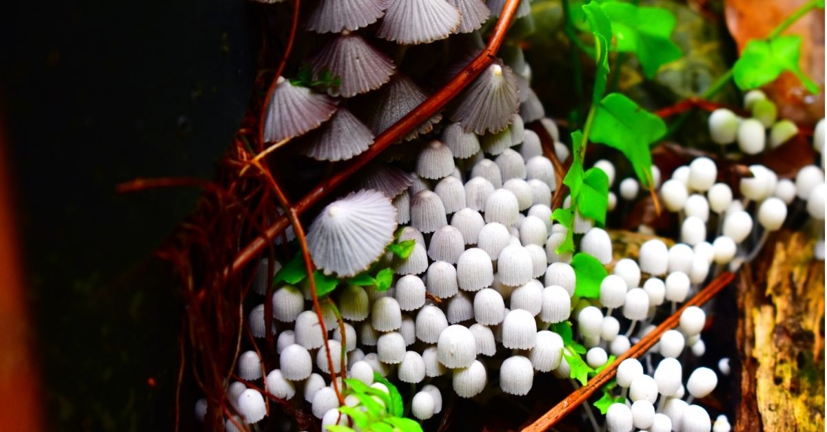 Fungi Identification: Uncovering the Mysterious World of Wild Mushrooms!