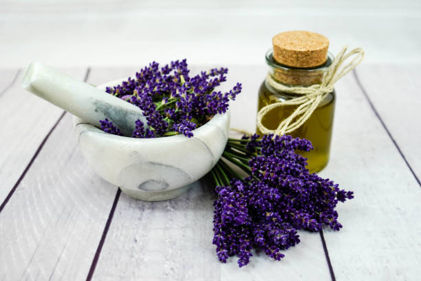 How Lavender Oil Influences the Mind-Body Connection for Healing